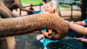 A close-up of an elephant's trunk being fed by a person