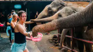 Woman feeding rice balls to elephants in Koh Samui Sanctuary