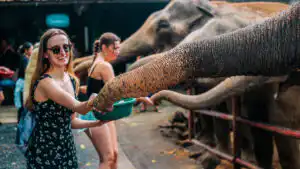 A woman happily feeding an elephant at Koh Samui Sanctuary