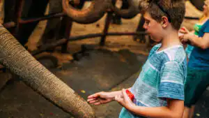 A young boy gently touching an elephant's trunk at Samui Elephant Haven