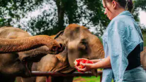 A woman feeding watermelons to an elephant at Samui Elephant Haven