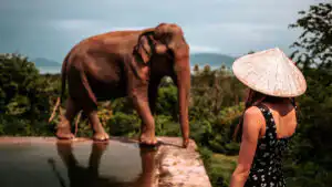 Observer in a straw hat enjoying the elephant encounter
