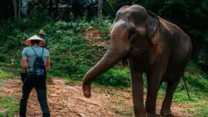 Man in a conical hat standing at a distance from an elephant