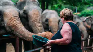 A woman feeding an elephant at Koh Samui Sanctuary
