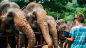 A young boy feeding food to elephants in Samui Elephant Haven