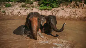 Two Asian elephants bathing in a muddy pool