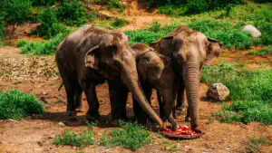 Shared fruit feast among elephants