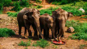 Asian elephants eating from a tray of fruits on the ground