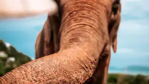 A close-up of an elephant's trunk and head
