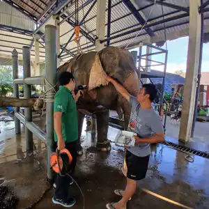 Elephant receiving care at Samui Elephant Haven