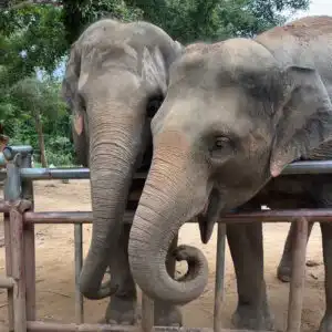 Two elephants bonding in Koh Samui Sanctuary