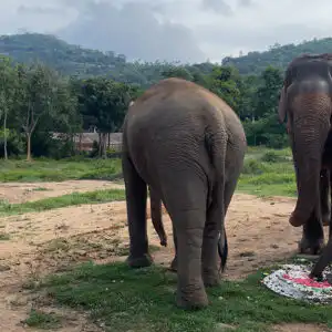 Elephants in Samui Elephant Haven