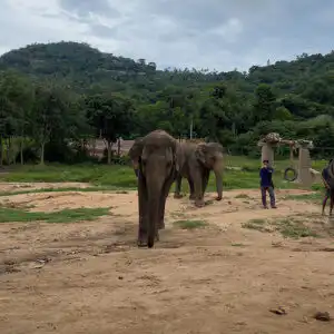 Two elephants roaming around freely in the sanctuary grounds