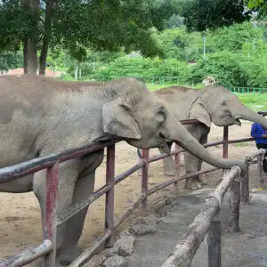 Two elephants in Koh Phangan Sanctuary