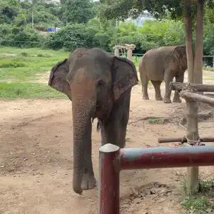 Image of an elephant in the sanctuary