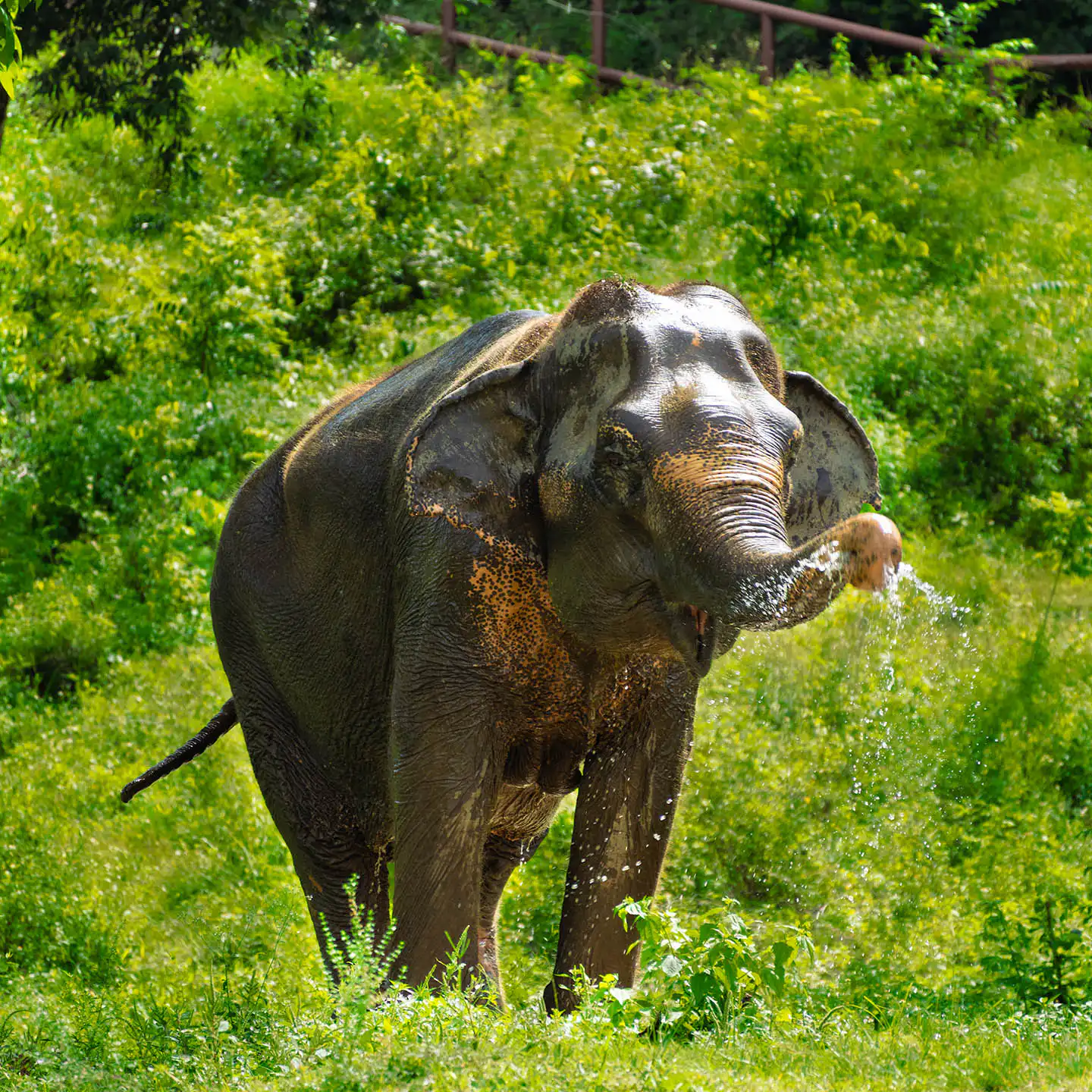 Elephant Sri Nin using her trunk to spray water
