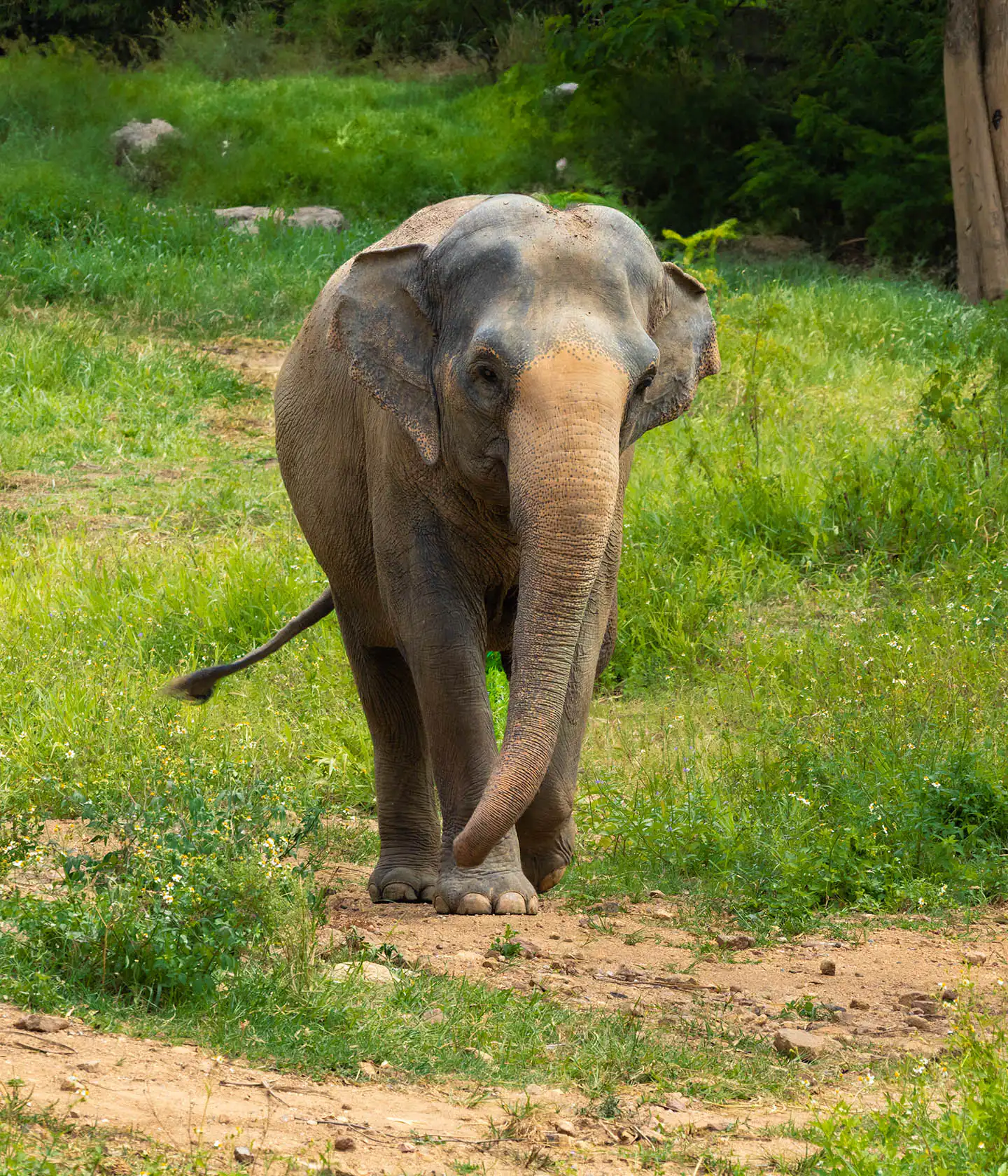 Aom taking a stroll in Koh Samui Sanctuary