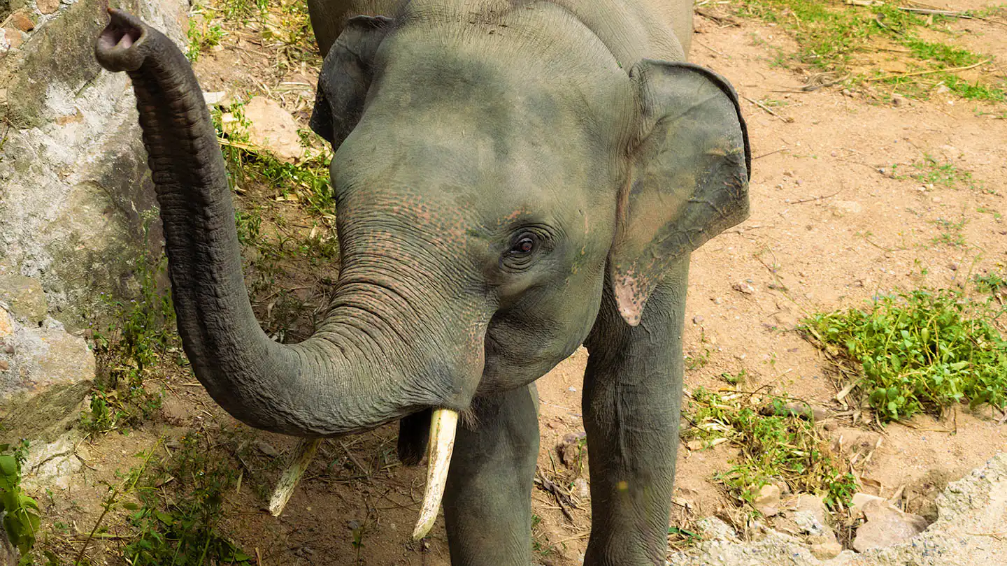 Perm Poon lifting his trunk