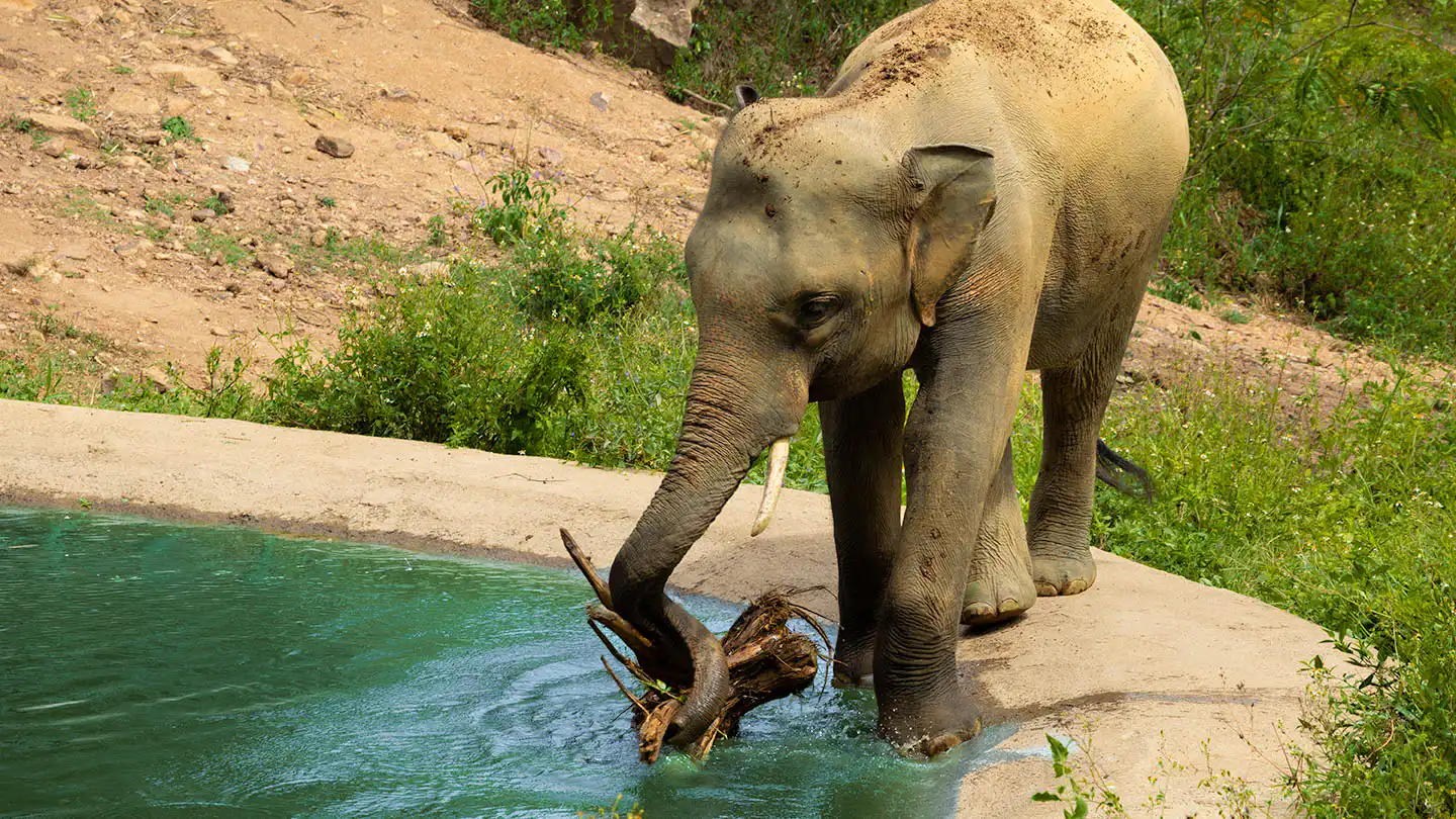 Elephant Perm Poon enjoying water play with a branch