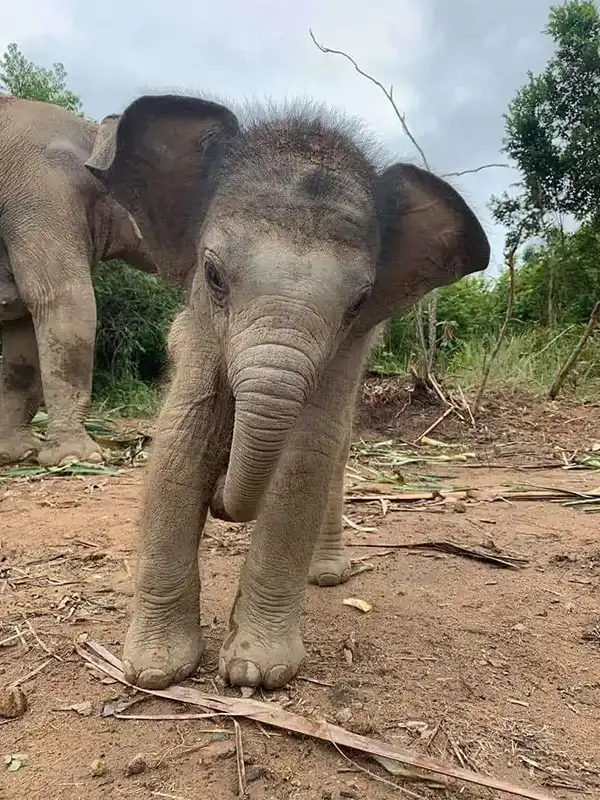 Elephant Aom and her young calf Luna