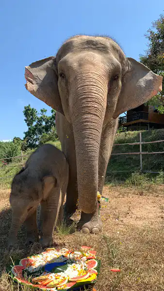 Aom and her calf Luna in front of a platter of fruit and vegetables