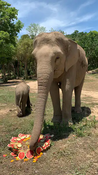 Aom munching on watermelon and assorted fruits