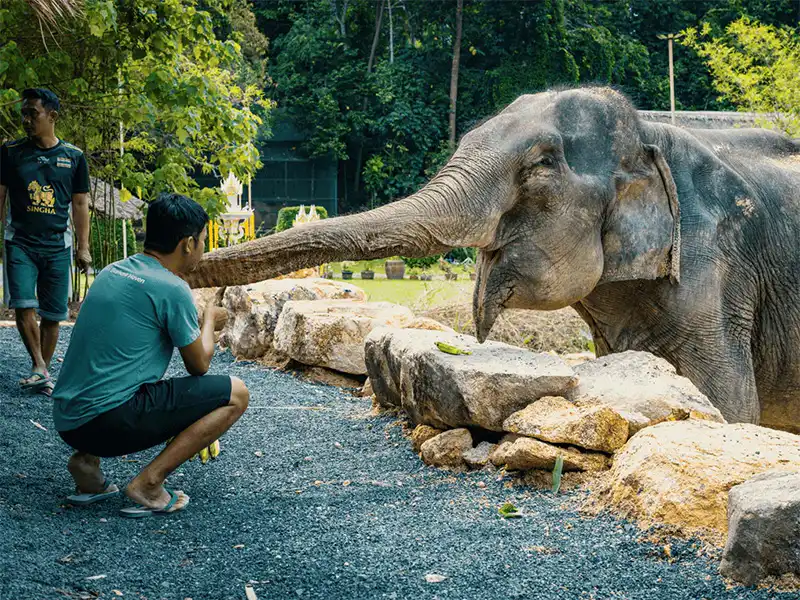Visitor enjoying a close encounter with an elephant in Koh Samui