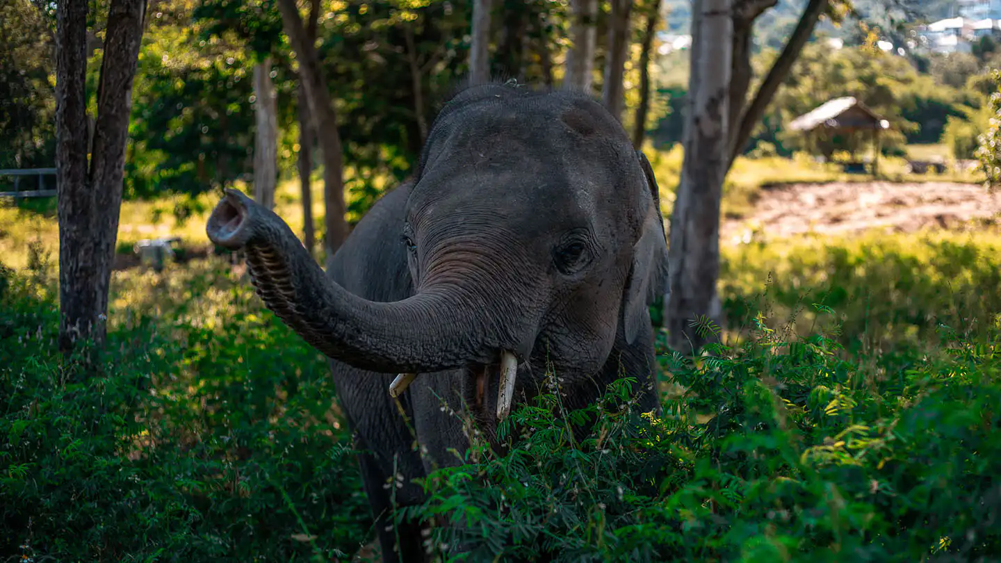 Elephant Haven wandering through Koh Samui Sanctuary