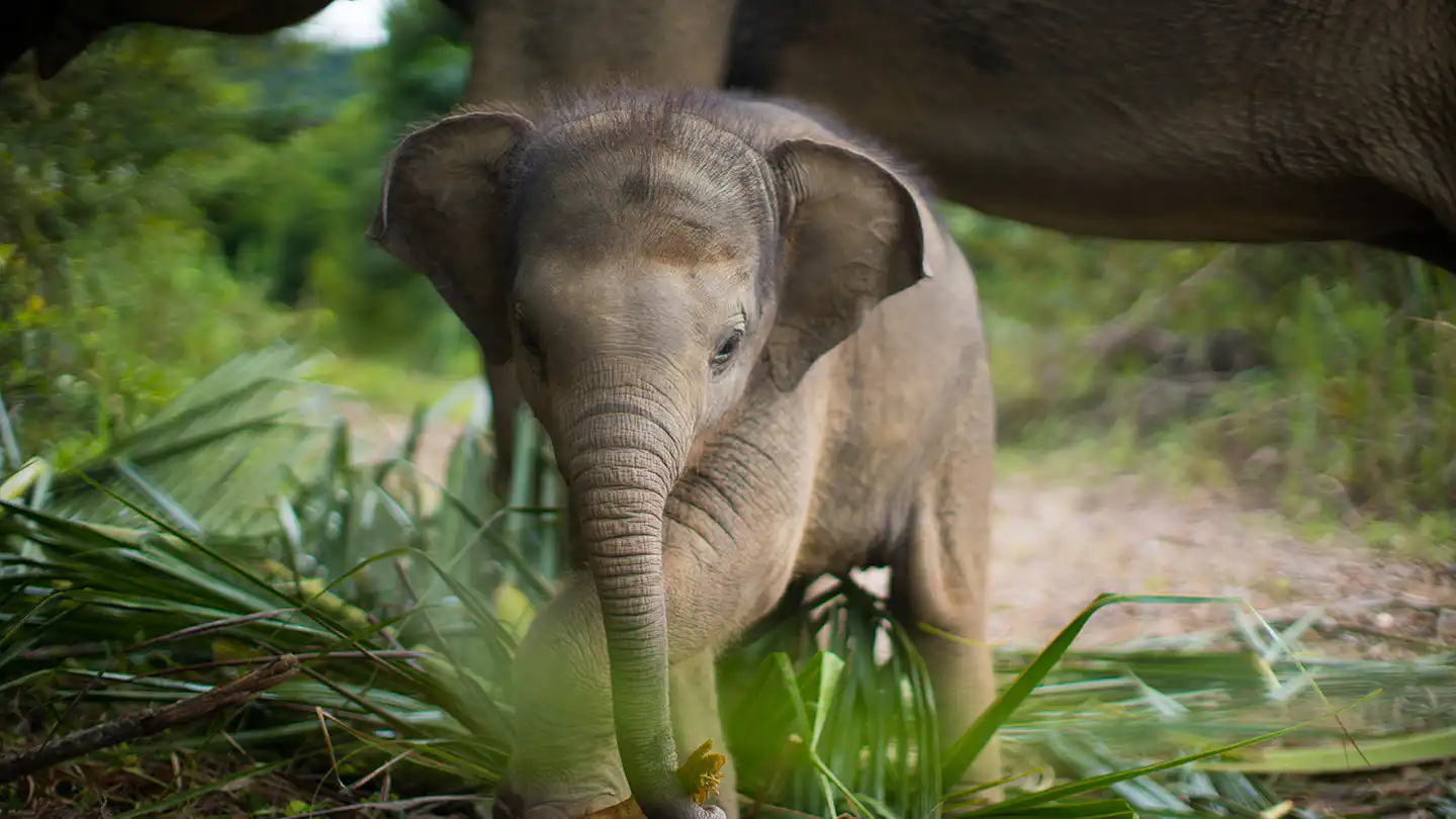 Samui Elephant Haven - Activities