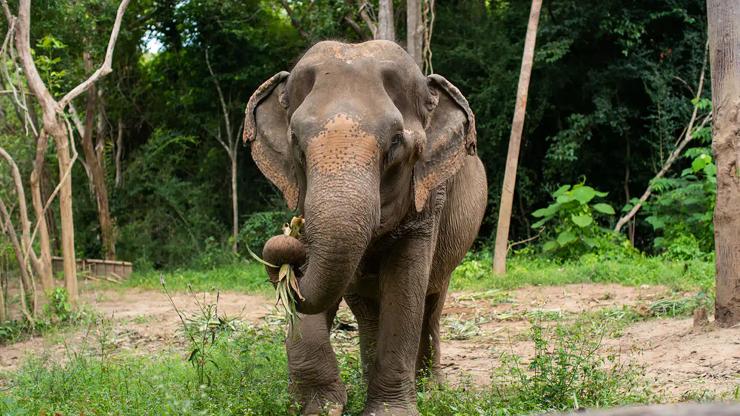Samui Elephant Haven - Activities