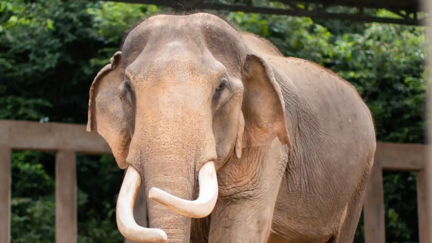Samui Elephant Haven - Activities