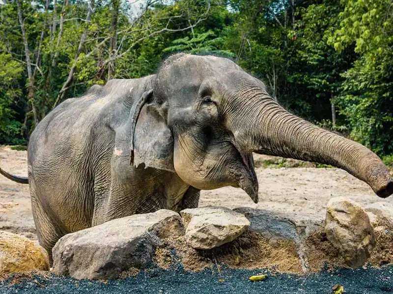 Elephant at Koh Phangan Sanctuary