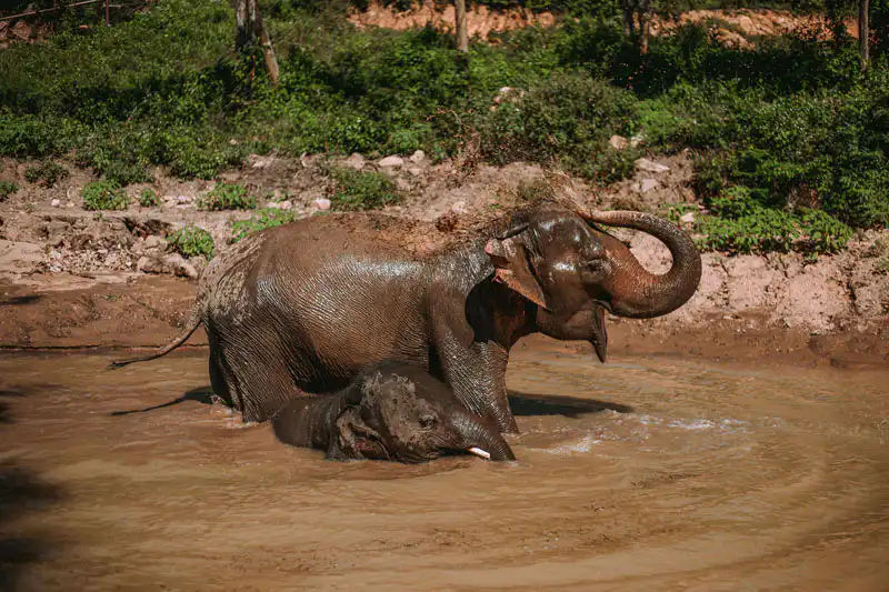 Adult and young elephant bathing together in muddy water