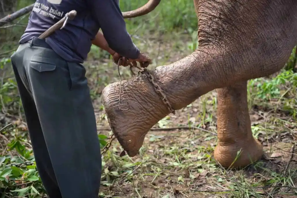 Elephant Tourism Baths Shower and Rides2