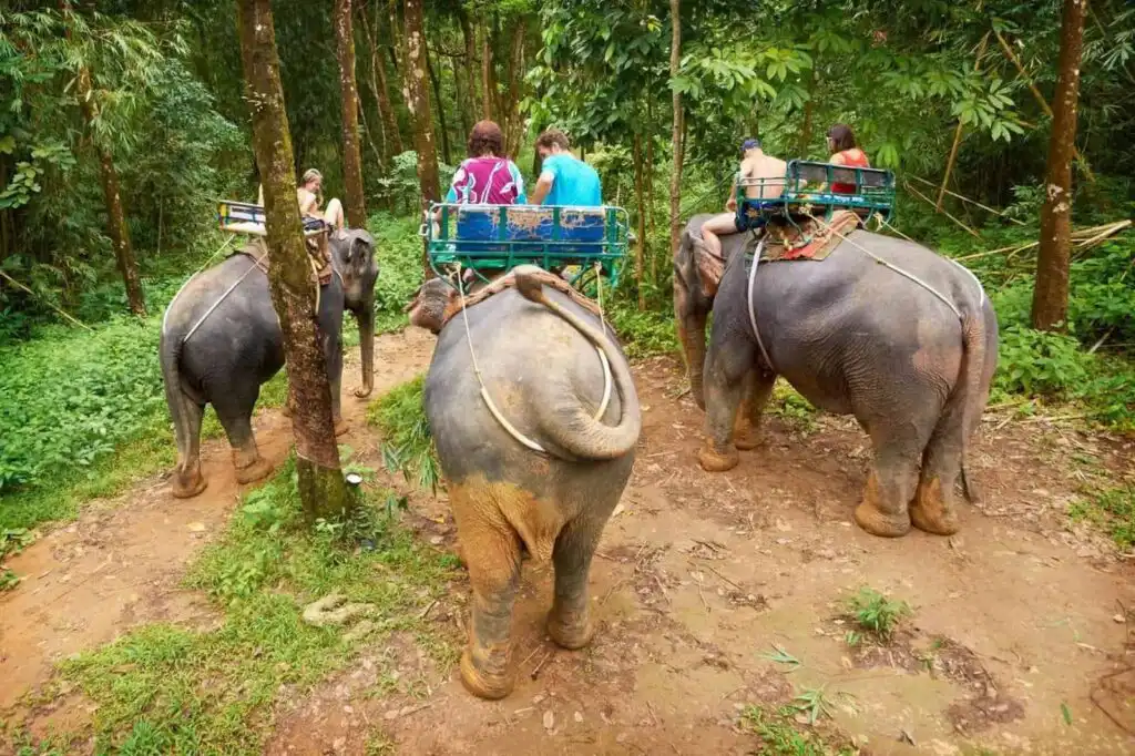 Elephant Tourism Baths Shower and Rides3