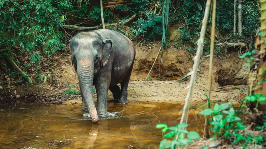 An Elephant in a Forest