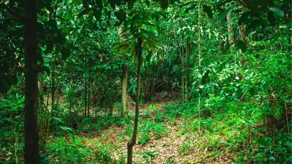 An Elephant in a Forest