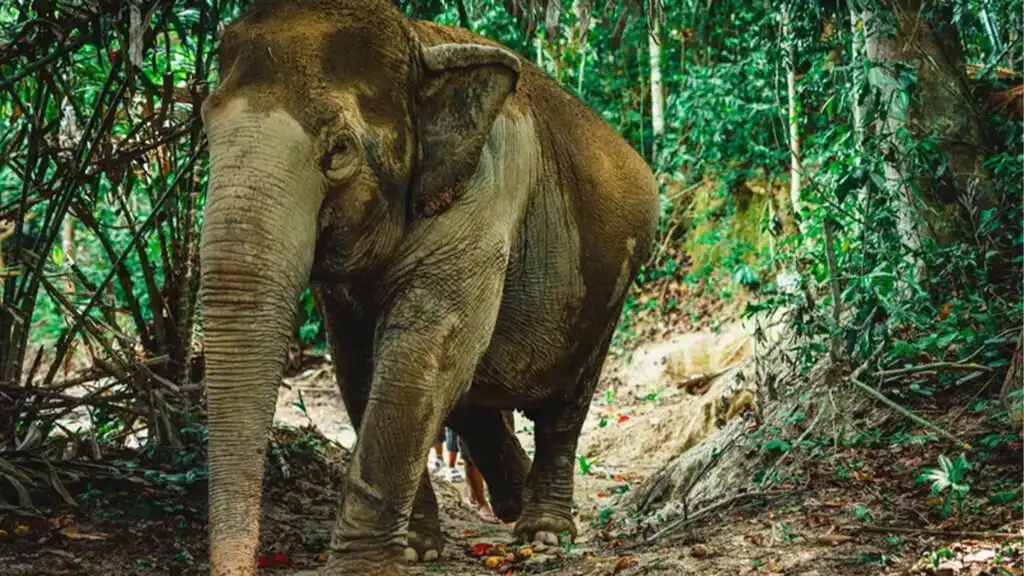 An Elephant in a Forest