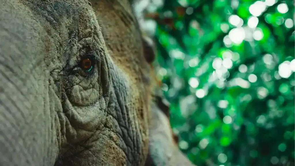 An Elephant in a Forest