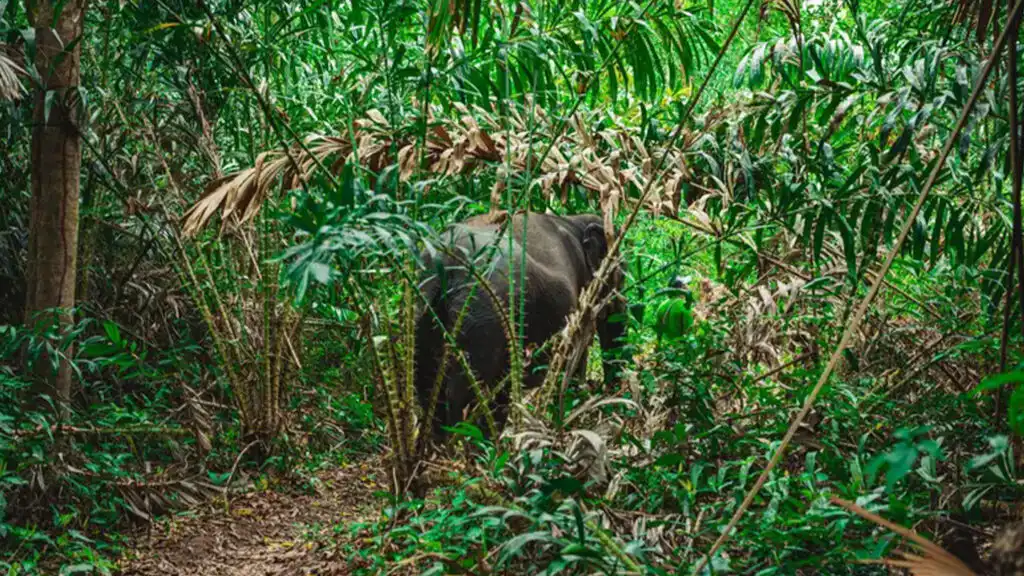 An Elephant in a Forest
