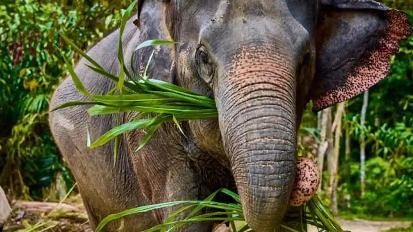 Asian elephant nibbling on fresh plant stalks
