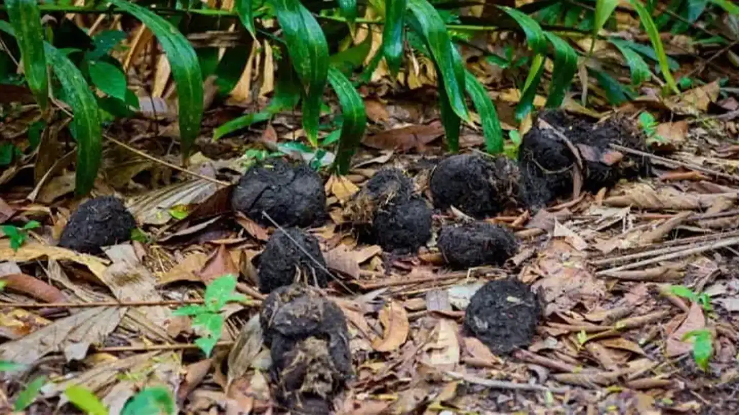 Elephant droppings