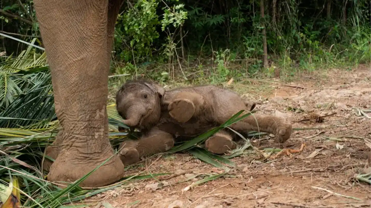 Adult elephant's leg next to Luna lying on the ground