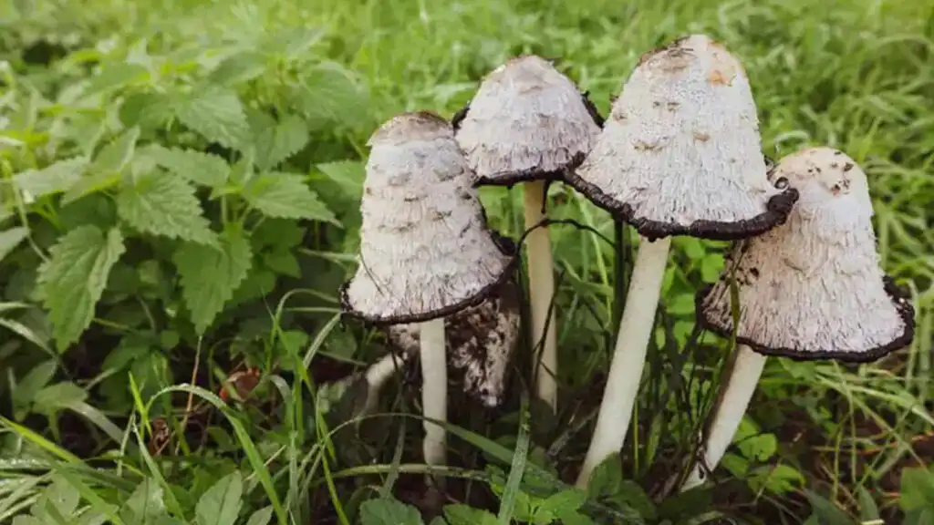 Mycological Monders