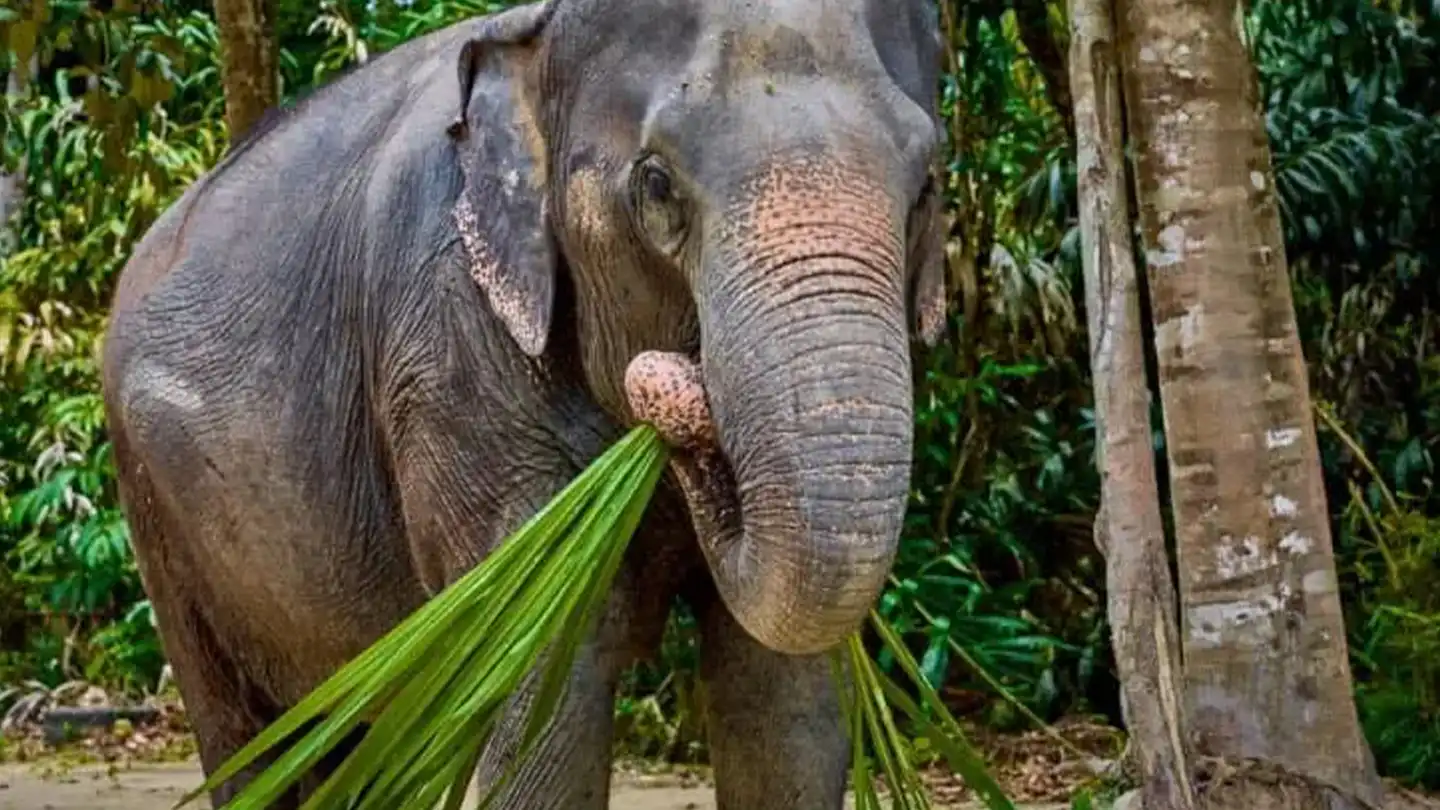 Elephant clutching stalks of greenery