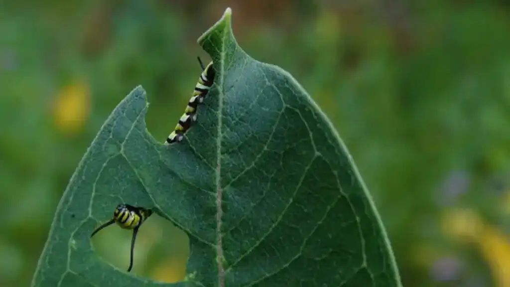 Pest Control