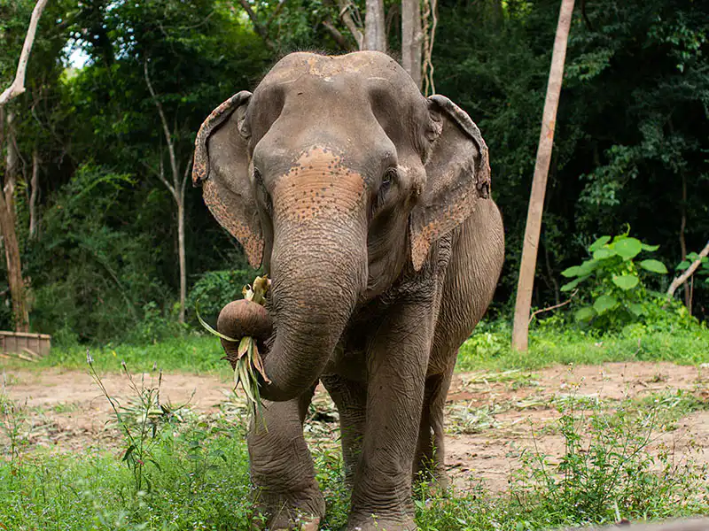 Elephant Som collecting plant stalks
