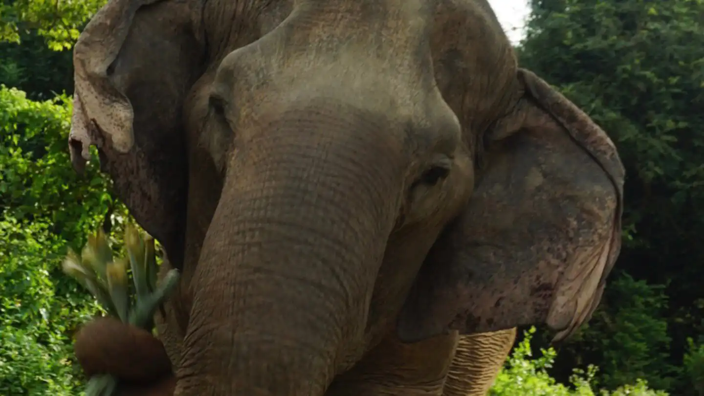 Elephant Sri Nuan enjoying a meal