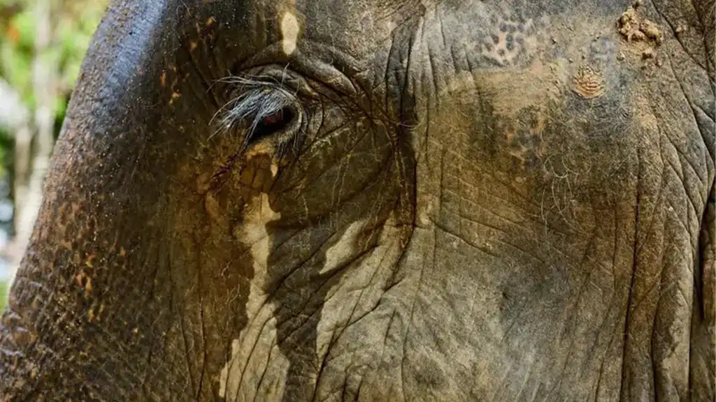 the-emotional-depth-of-elephants-02 The Emotional Depth of Elephants