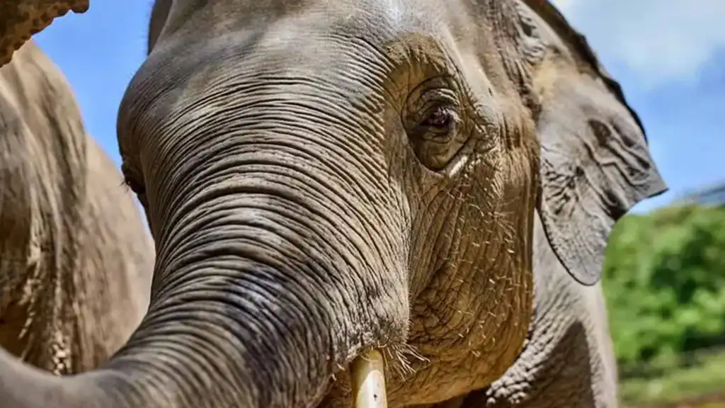 the-emotional-depth-of-elephants-03 The Emotional Depth of Elephants